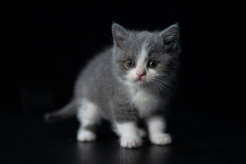 ねこみらいケア株式会社