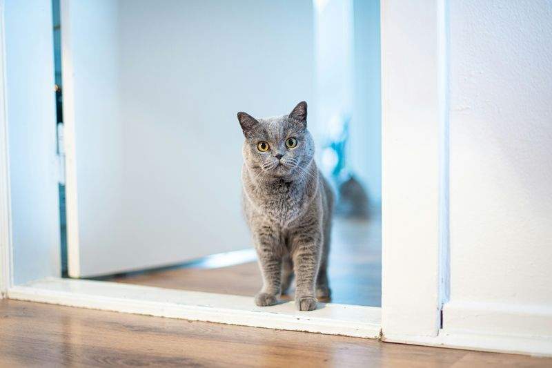 ねこみらいケア株式会社 4