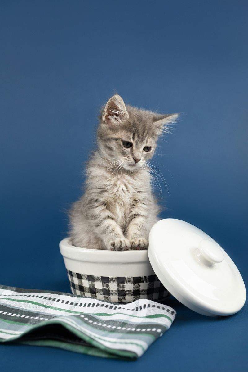 ねこみらいケア株式会社 5