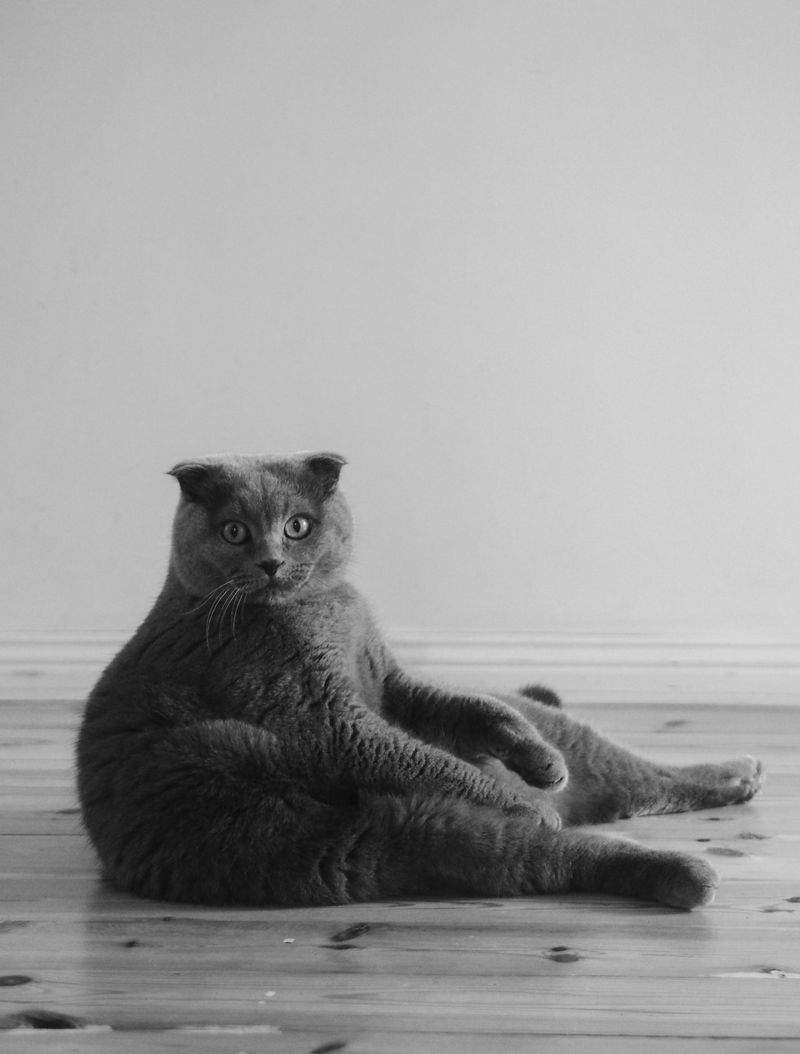 ねこみらいケア株式会社 7